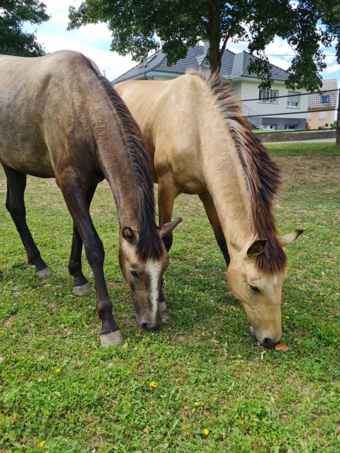 شقة Kembs  في Repos Rouge-Plaisir Au Milieu Des Chevaux المظهر الخارجي الصورة
